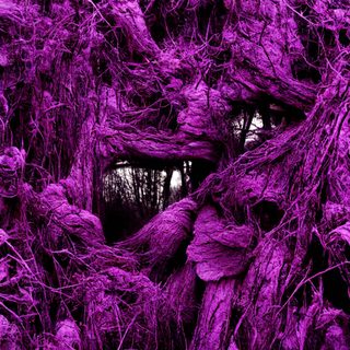 A face dreaming inside a dense magenta thicket of roots.