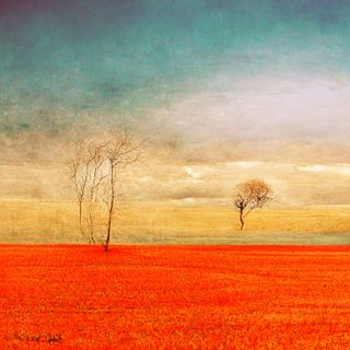 Two bare trees standing apart in a burning-orange field.