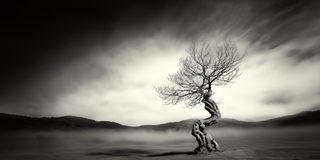 A wind-bent tree on a slope, its trunk and exposed roots wrenched to one side.