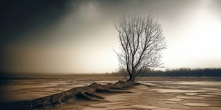 A windswept tree standing alone on a pale dune under dramatic light.