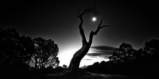 A dark tree silhouetted at night with a bright moon caught in its branches.