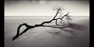 A bare tree lying low across the ground, its branches spread where it came down.