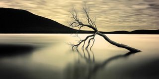 A tree bowed low over still water, mirrored in a golden reflection.