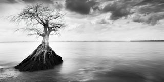 A tree on a rock, its bared roots gripping the stone above the water.
