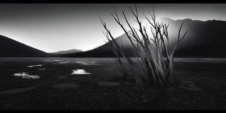 Dead trees scattered across a desolate dark plain below distant mountains.