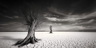 A rooted tree on cracked dry lakebed, a smaller tree far behind it.