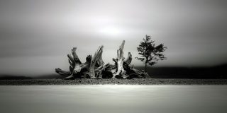 A low tangle of old root on a small island with a young tree beside it.