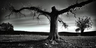 A large bent tree on a plain with a second, broken tree beyond.
