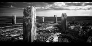 Weathered upright posts standing in a tidal flat like a henge.