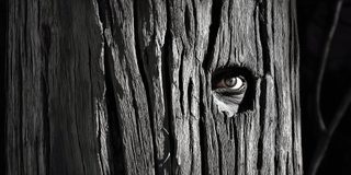 A close view of weathered wood with a single eye open in the grain.