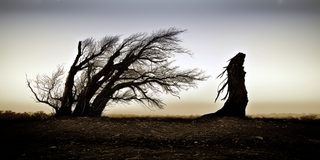 A windswept tree beside a tall veiled figure standing in the fog.