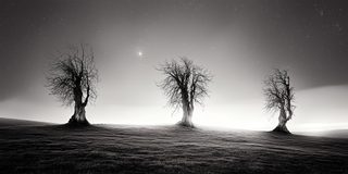 Three bare trees spaced apart on a dark ridge, none of them touching.